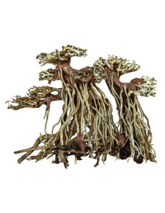 Bonsai TWIN TREE M 22,5x15x21cm  - 1