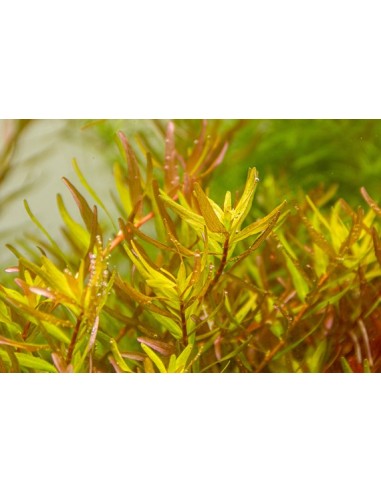 Rotala rotundifolia 'Laos' - dennerle plant Dennerle plants - 1