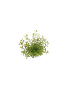 Rotala rotundifolia 'Laos' - dennerle plant Dennerle plants - 1 2