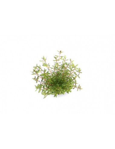 Rotala rotundifolia 'Laos' - dennerle plant Dennerle plants - 2
