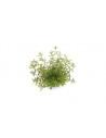 Rotala rotundifolia 'Laos' - dennerle plant Dennerle plants - 2