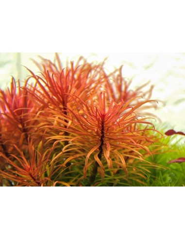 Ludwigia inclinata var. verticillata  - 2