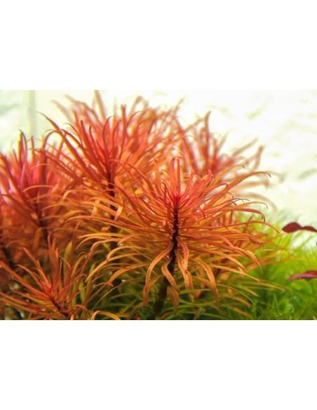 Ludwigia inclinata var. verticillata  - 2