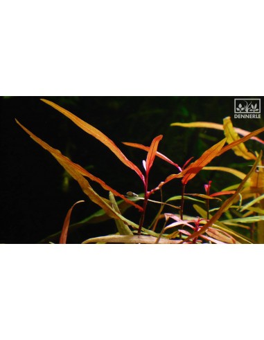 Persicaria sp. ´Sao Paulo´ Green Label Nr. 5 en pot  - 1