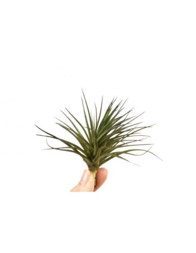 Tillandsia Aeranthos  - 1