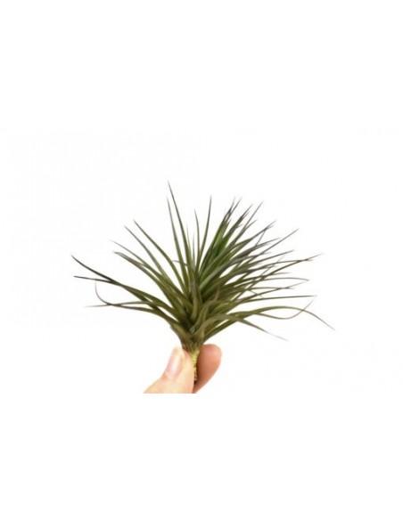 Tillandsia Aeranthos  - 1