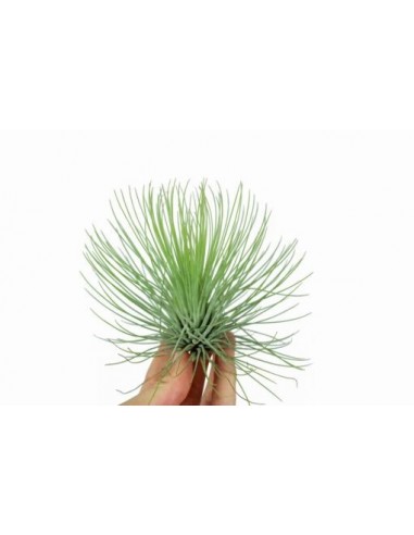 Tillandsia Andreana  - 1