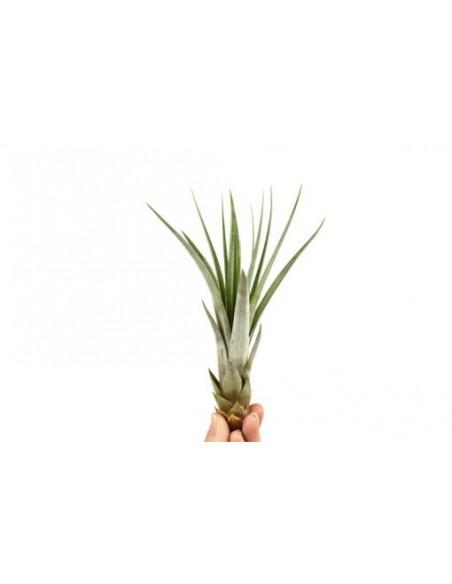 Tillandsia Fasciculata  - 1