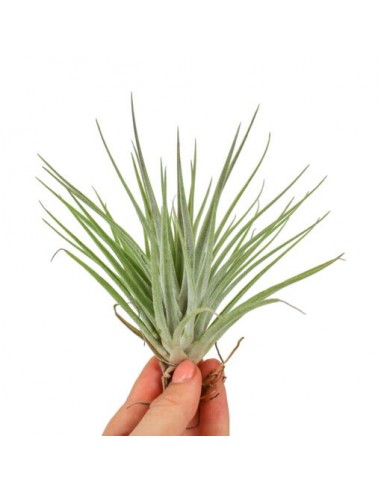 Tillandsia Kammii  - 1