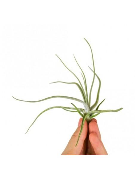 Tillandsia Lepidosepala  - 1