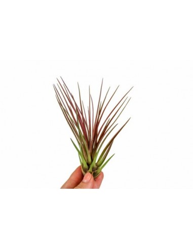 Tillandsia Melanocrater Red  - 1