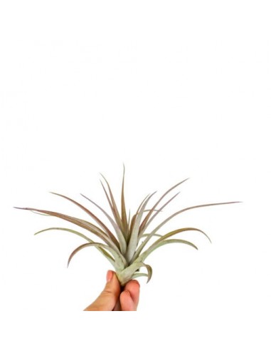 Tillandsia Multiflora red  - 1
