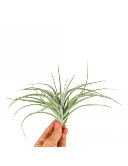 Tillandsia Pohliana  - 1