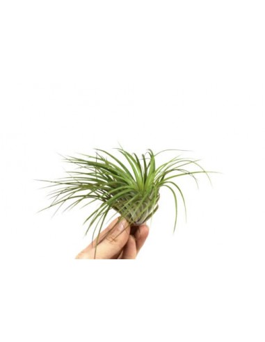 Tillandsia Stricta  - 1