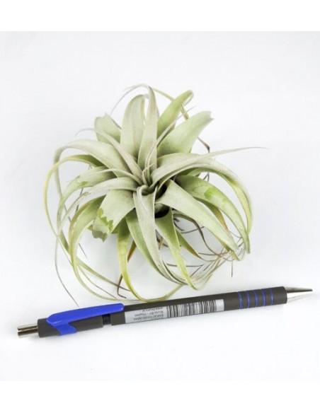 Xerographica Bonsai  - 1