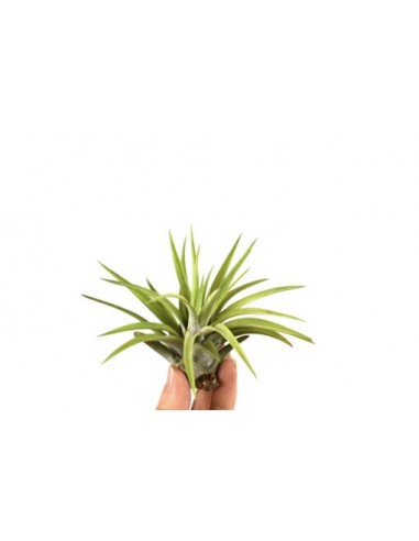 Tillandsia Abdita  - 1