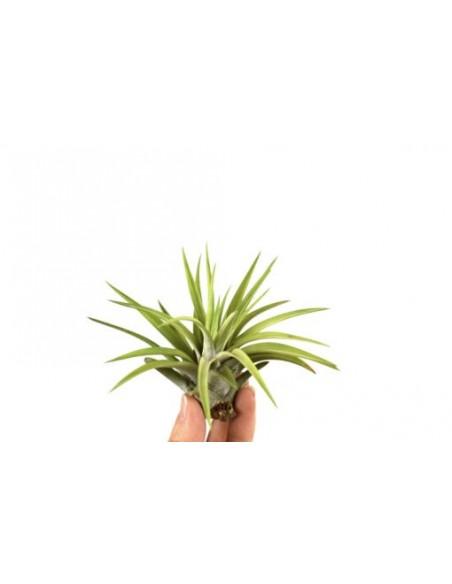 Tillandsia Abdita  - 1