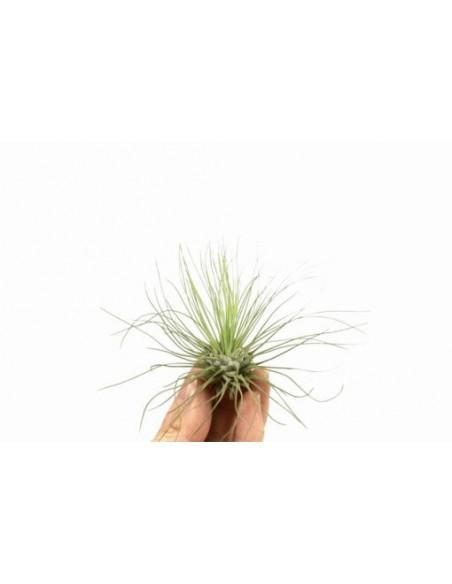 Tillandsia Argentea  - 1