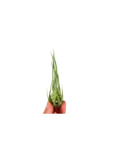 Tillandsia Ariza-Juliae  - 1