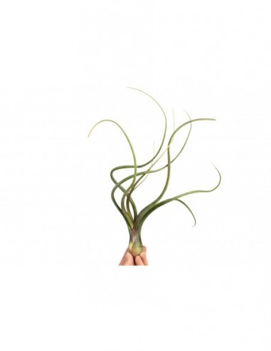 Tillandsia Baileyi  - 1