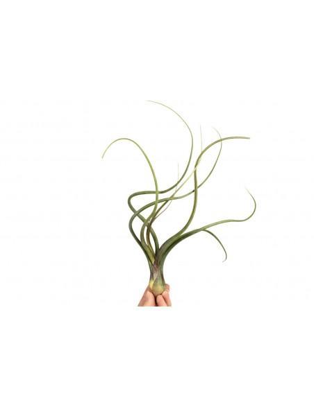 Tillandsia Baileyi  - 1