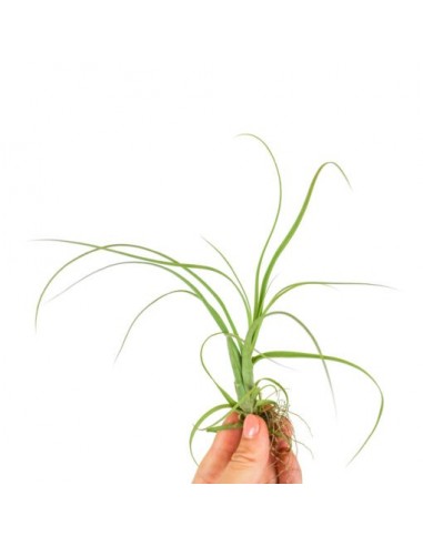 Tillandsia Balbisiana  - 1