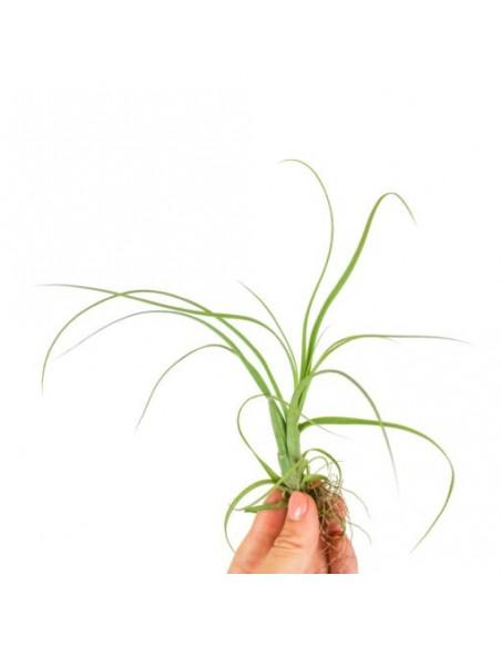 Tillandsia Balbisiana  - 1