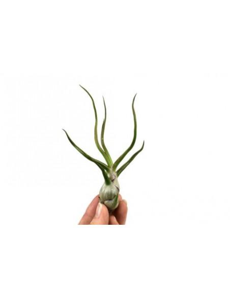 Tillandsia Bulbosa  - 1