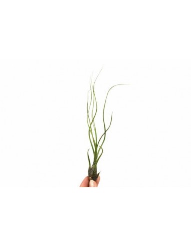 Tillandsia Butzii  - 1