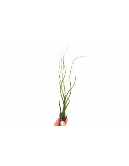 Tillandsia Butzii  - 1