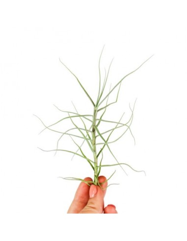 Tillandsia Caerulea  - 1