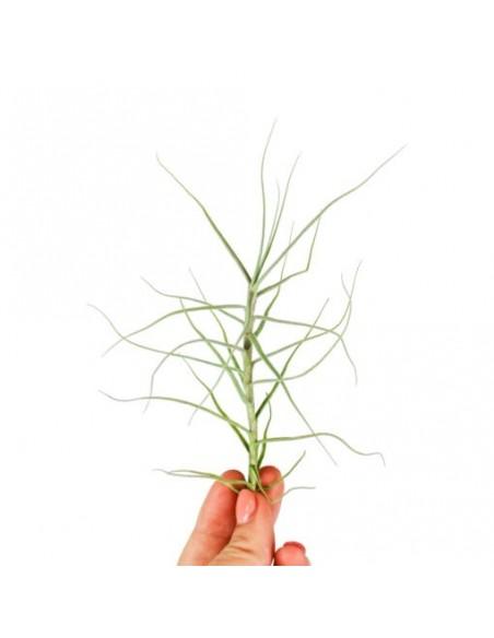 Tillandsia Caerulea  - 1