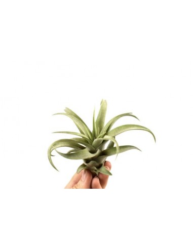Tillandsia Capitata Peach Green  - 1