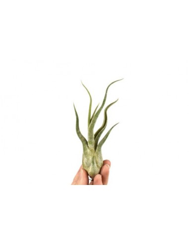 Tillandsia Caput Medusae  - 1
