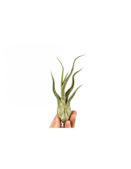Tillandsia Caput Medusae  - 1