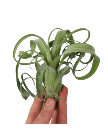 Tillandsia Curly Slim  - 1