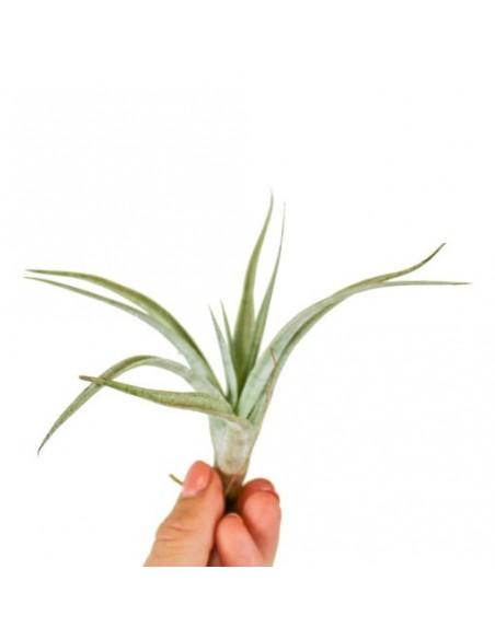 Tillandsia Fresnelloides  - 1
