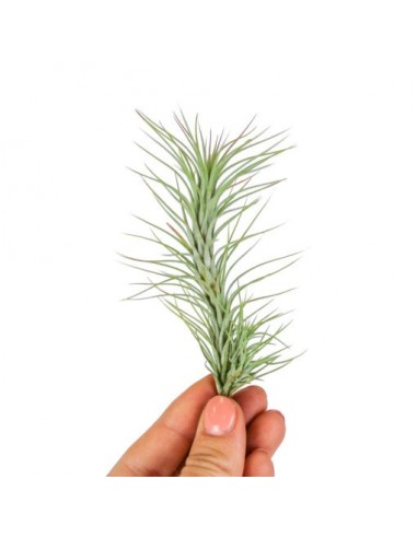 Tillandsia Funckiana  - 1