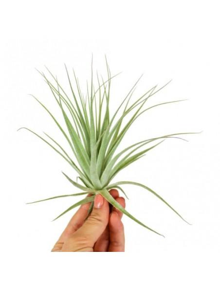 Tillandsia Gardneri  - 1