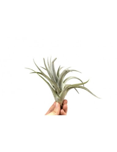 Tillandsia Harrisii  - 1