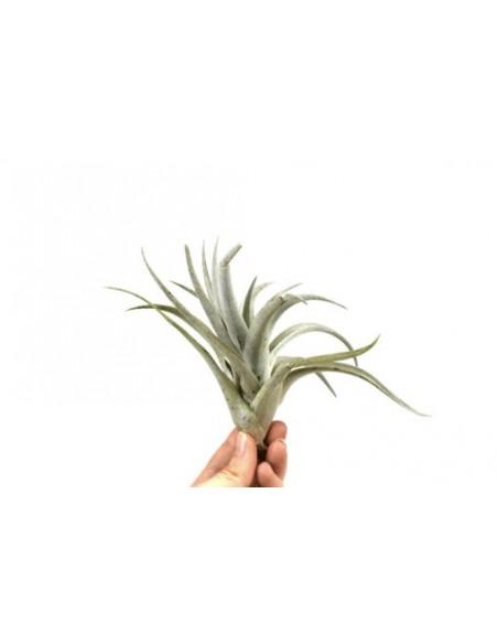 Tillandsia Harrisii  - 1