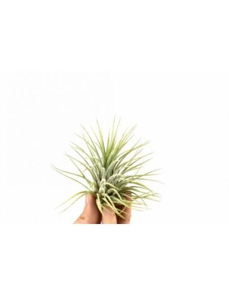 Tillandsia Ionantha green  - 1