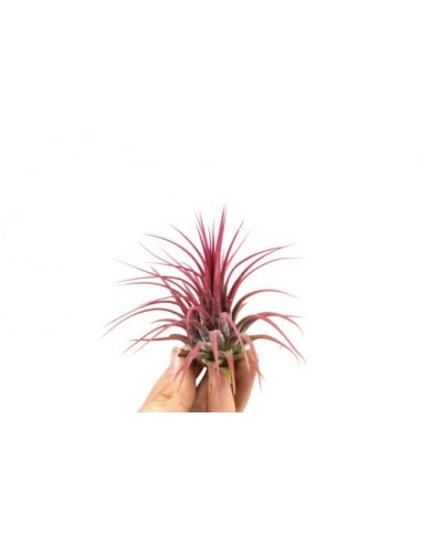 Tillandsia Ionantha red  - 1