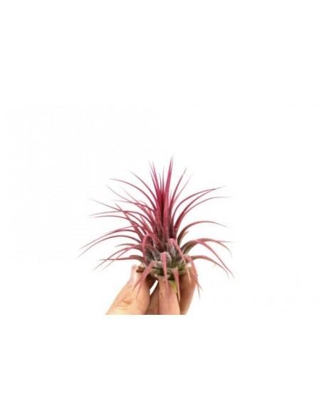 Tillandsia Ionantha red  - 1