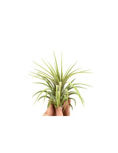 Tillandsia Ionantha Rubra  - 1