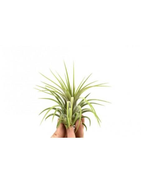 Tillandsia Ionantha Rubra  - 1