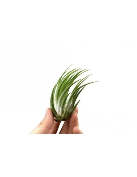 Tillandsia Ionantha Scaposa  - 1