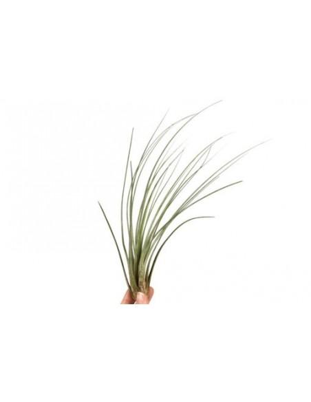 Tillandsia Juncea  - 1