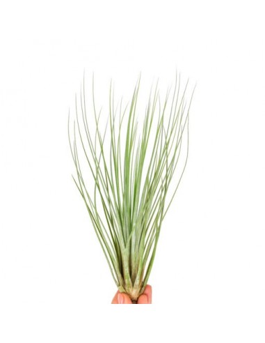 Tillandsia Juncifolia  - 1