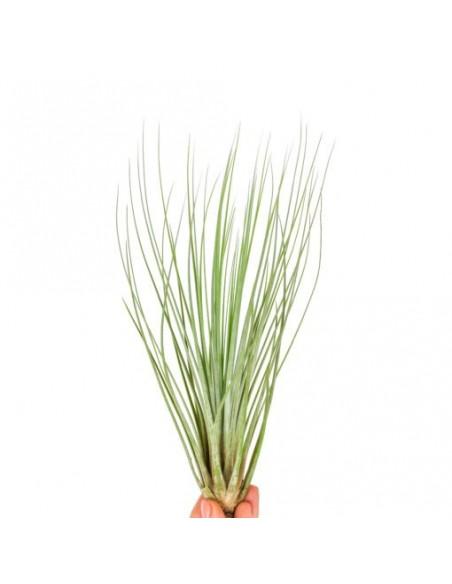 Tillandsia Juncifolia  - 1